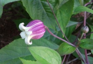 Clematis viorna from Brushwood