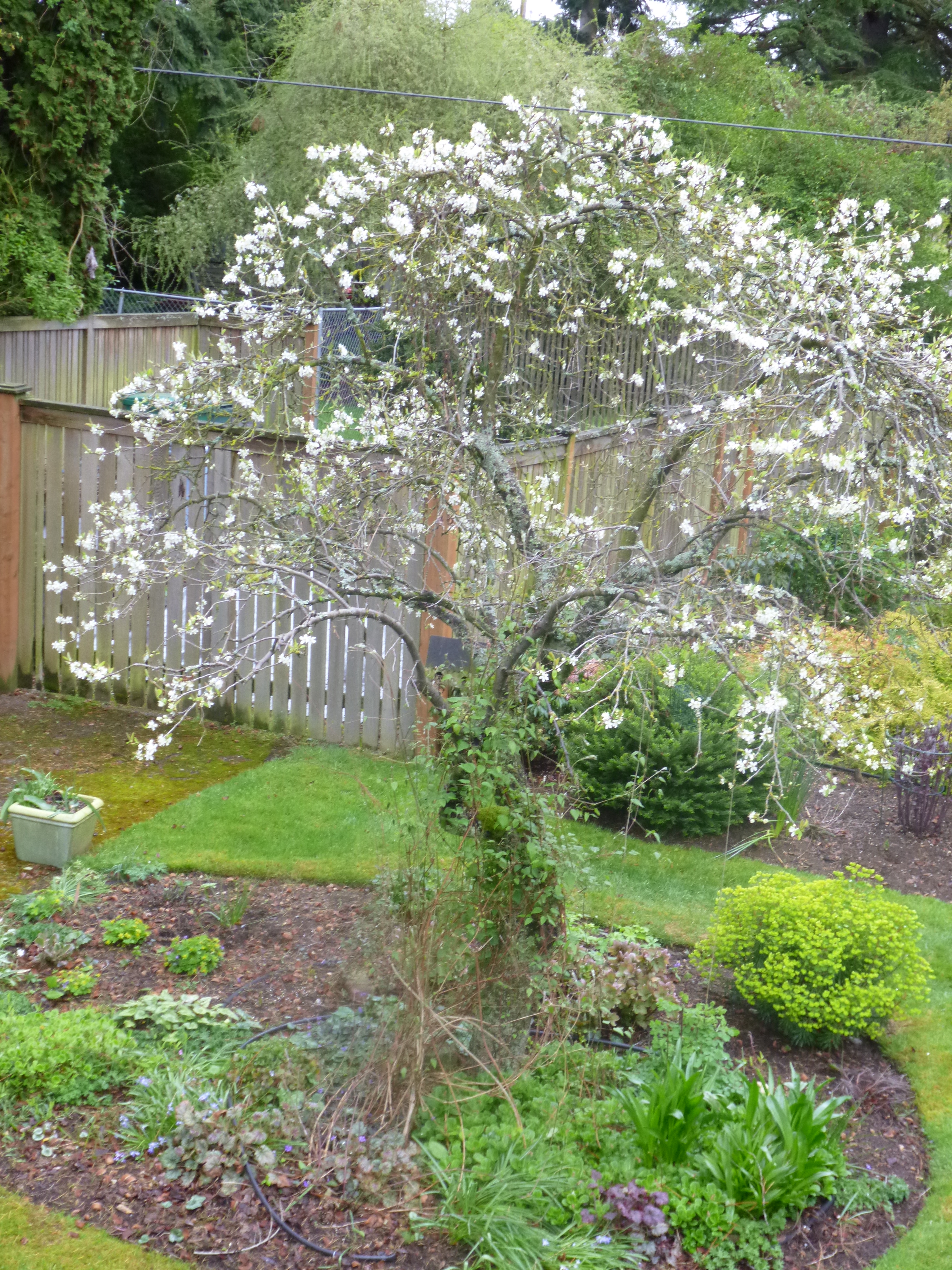 Clematis recta Lime Close | Clematis in Seattle