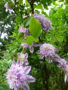 Clematis Josephine high up in a tree (and seen from a deck)