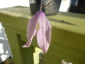 My First Clematis Baby!