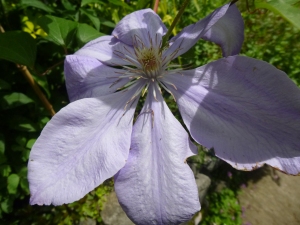 Lovely unknown clematis on Garden Tour