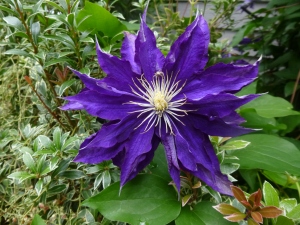 Clematis Hakuoonan, as seen in one of the tour gardens