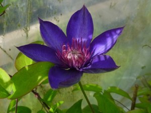 Clematis Multi-Blue (took this luscious beauty home with me!)
