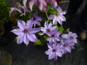 Another Unknown Clematis