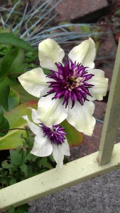 Clematis florida sieboldii (in my front garden)