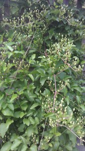 Multitudes of Buds on Sweet Autumn Clematis (Clematis terniflora)