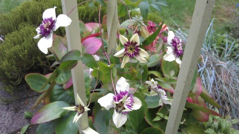 Clematis florida sieboldii gracing the front steps