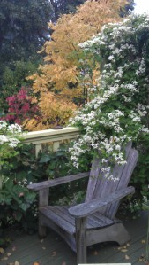 Sweet Autumn Clematis Gracing the Fall Garden