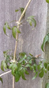 The fresh new leaves of Clematis napaulensis in November