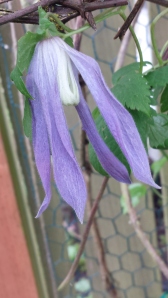 Clematis alpina 'Blue Dancer', the first to Bloom!