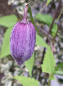 Clematis Cecile in Bud 