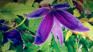 Clematis Pauline showing off her luminosity (maybe a little too much)