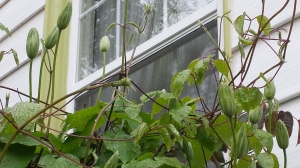 Clematis Will Baron in bud -- I chickened out on pruning out the old canes.