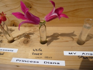 Clematis Princess Diana on display
