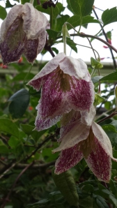 Clematis Freckles blooming in July instead of October!