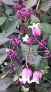 C. viorna still blooming in October, color-coordinating itself with the purple beauty berry.