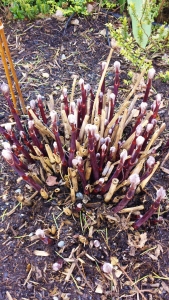 Purple stems of C. recta purpurea already sprouting in March!