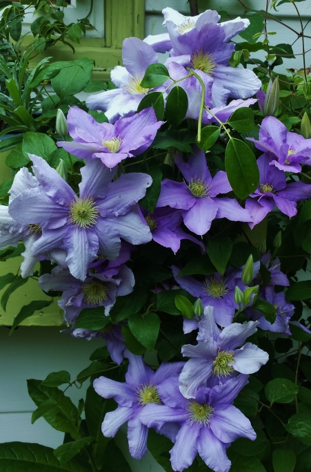 May Winner--Clematis Cezanne adorning an oversized windowbox.
