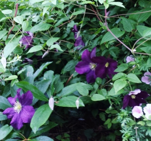 Already the first blooms of Clematis Etiole Violette, which normally blooms for me late June to early August!