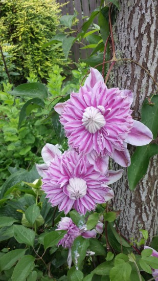 The delectable double blossoms of Clematis Josephine