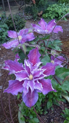 Clematis Tartu made a comely comeback after wilting last year!