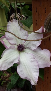 Clematis Utopia, which is similar to Omoshiro above and another lovely clematis I covet, Clematis Fond Memories (no photo here)