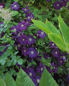 June Clematis of the Month:   C. Etoile Violette